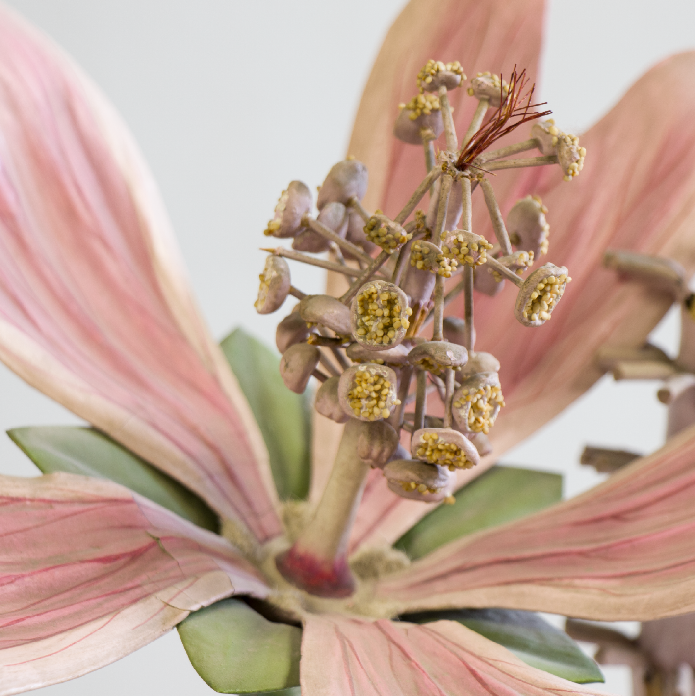 Detalle de modelo de flor de malva