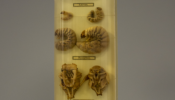 Imagen de portada de CICLOS DE VIDA INSECTOS. COLEOPTERA